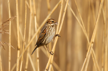Reed Bunting (emberiza schoeniclus) female in the reeds at Cardiff Bay nature reserve, Cardiff, South Wales, UK