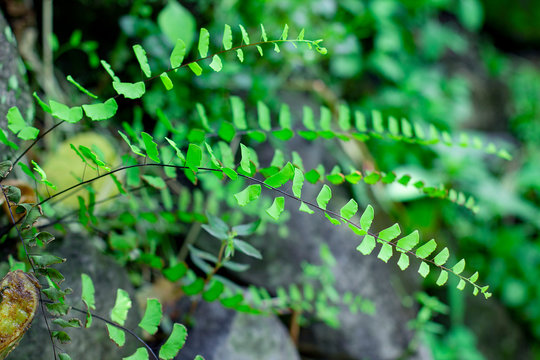 Adiantum capillus-veneris or southern maidenhair fern grow on rock