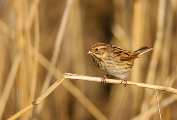 Reed Bunting (emberiza schoeniclus) female in the reeds at Cardiff Bay nature reserve, Cardiff, South Wales, UK