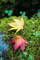 maple leaf on green background Japan autumn season