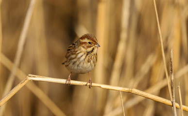 Reed Bunting (emberiza schoeniclus) female in the reeds at Cardiff Bay nature reserve, Cardiff, South Wales, UK