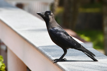 Indian house crow (Shiny crow). Corvus splendens