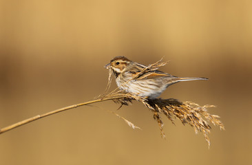 Reed Bunting (emberiza schoeniclus) female in the reeds at Cardiff Bay nature reserve, Cardiff, South Wales, UK