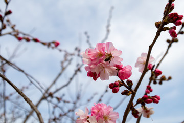 Bee gathering pollen from feeding on peach tree flower