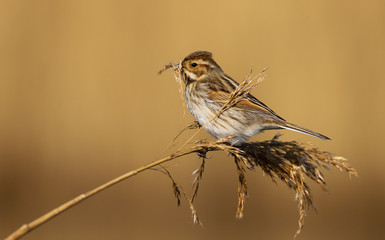 Reed Bunting (emberiza schoeniclus) female in the reeds at Cardiff Bay nature reserve, Cardiff, South Wales, UK