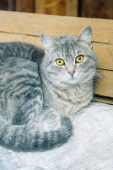 Animals on the streets, in a civilized society. Cats and dogs in Georgia.