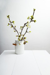 cherry flower blossom branch in old enamel milk canister at white wooden table, bright wall, home decoration springtime