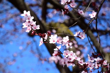 Japanische Zierkirsche - Blütezeit