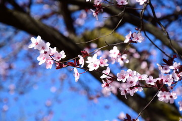 Zierkirschenblüte
