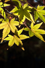 leaves color change Japan autumn season