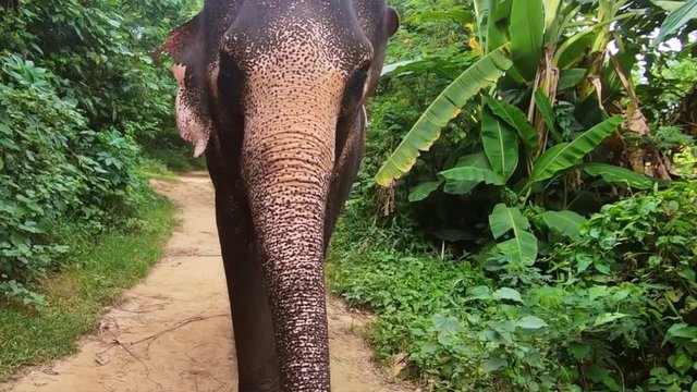 Asian elephant flapping its ears in  filmed in cinematic 120fps walking backwards and panning downward