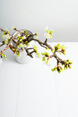 cherry flower blossom branch in old enamel milk canister at white wooden table, bright wall, home decoration springtime