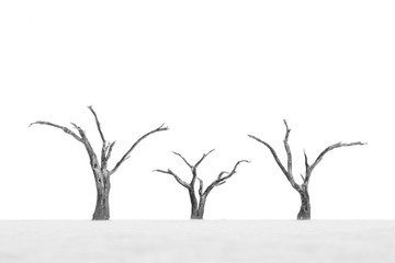 Black and white image of three trees in Deadvlei, Namibia.