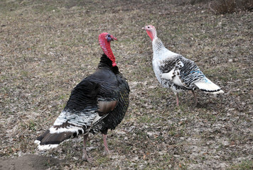 Homemade turkeys are grazed in the garden