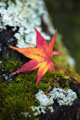 maple leaf on green background Japan autumn season