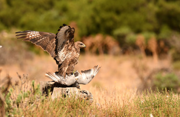 Aguila ratonero