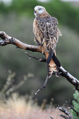 Aguila ratonero
