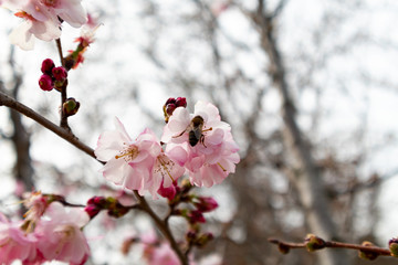 Bee gathering pollen from feeding on peach tree flower