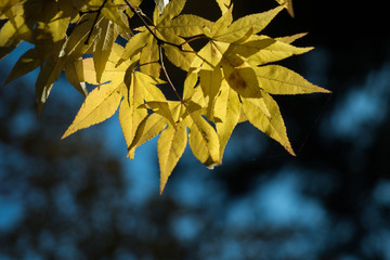 Fototapeta na wymiar leaves color change Japan autumn season