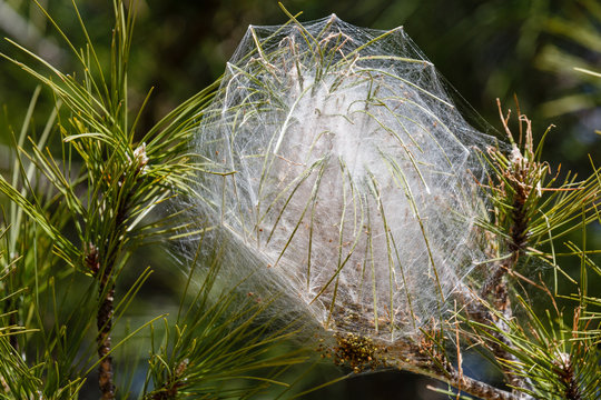 Bolsa de seda de la procesionaria del pino. Thaumetopoea pityocampa.