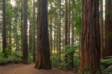 Redwoods Forest in Rotorua 