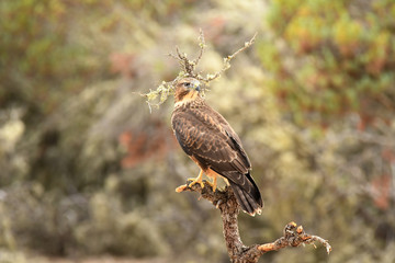 Aguila ratonero