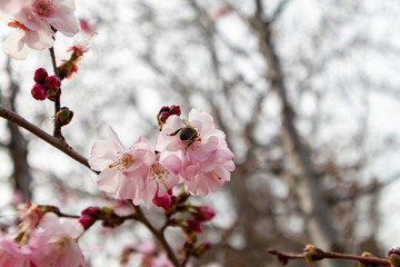 Bee gathering pollen from feeding on peach tree flower