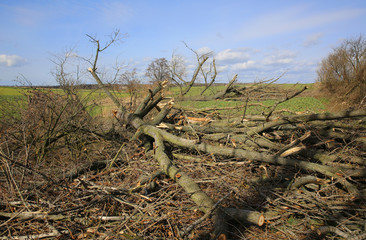 Fallen trees after a big storm and strong wind.