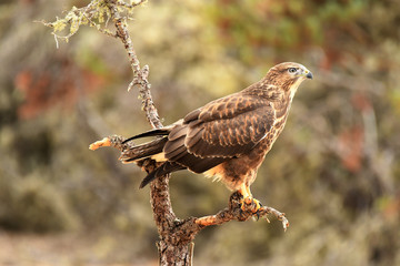 Aguila ratonero