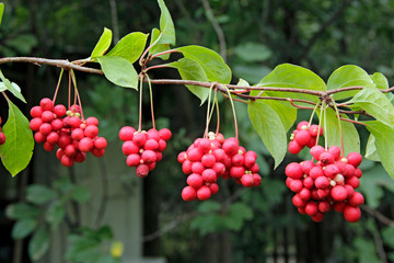 Obraz premium Red schisandra growing on branch in row. Ripe schizandra on liana in garden