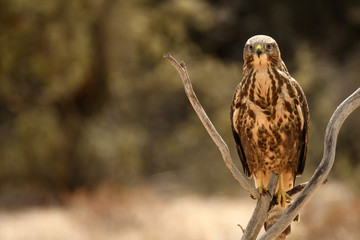 Aguila ratonero