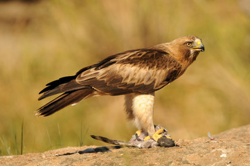 Aguila calzada con una presa sobre la roca