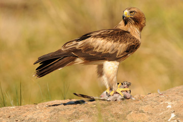 Aguila calzada con una presa sobre la roca