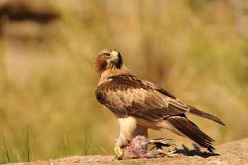 Aguila calzada con una presa sobre la roca