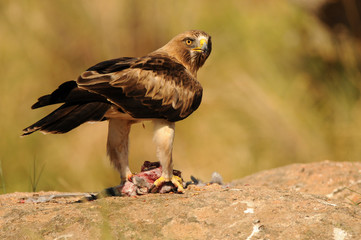 Aguila calzada con una presa sobre la roca