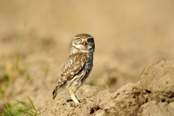 Mochuelo común vigila en el campo