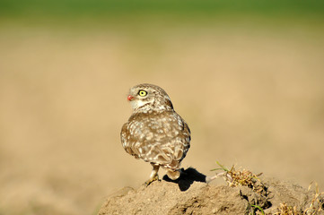 Mochuelo común vigila en el campo
