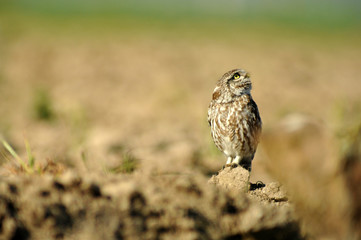 Mochuelo común vigila en el campo