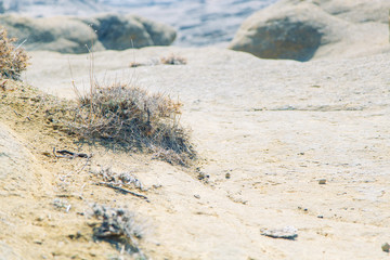 The texture of the foliage and green background for design. Sunlight and glare on the leaves.