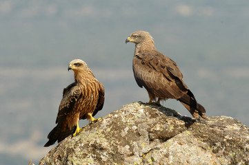 Milanos en libertad en el campo