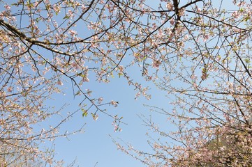 青空に花咲く河津桜