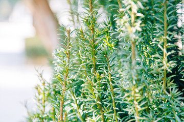 The texture of the foliage and green background for design. Sunlight and glare on the leaves.