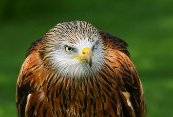 Red Kite (milvus milvus) close up portrait