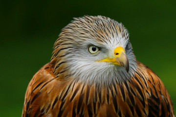 Red Kite (milvus milvus) close up portrait