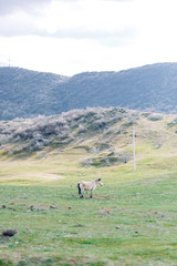Naklejka premium Horses in a pasture in the mountains. Livestock in the wild.