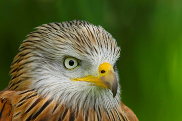 Red Kite (milvus milvus) close up portrait