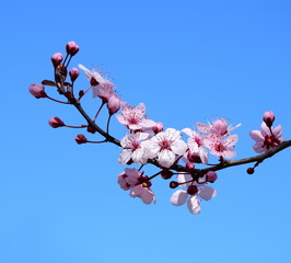 Zierkirschenblüten vor blauen Himmel - Hintergrund