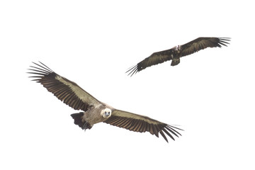 Vultures flying