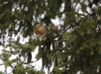 squirrel on a tree
