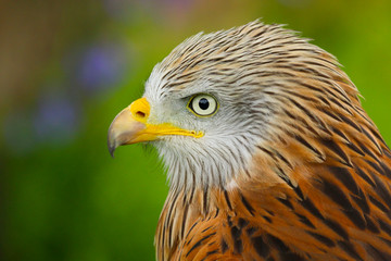 Red Kite (milvus milvus) close up portrait